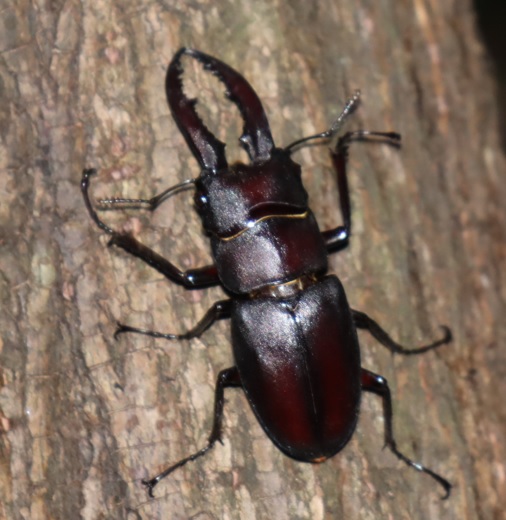 川縁のヤナギ（左）_今シーズン初お目見えのノコギリクワガタ♂_2022年5月28日19時55分頃 気温23度
